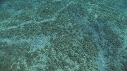 217021-6-11-21-08-DUGONG-TRACES