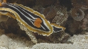 287165-18-14-14-08-ANTENNAIRE-NUDIBRANCHES